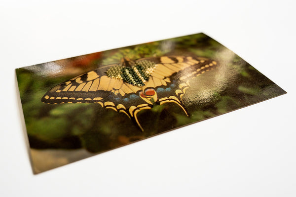 Love Bug: Butterfly Heart