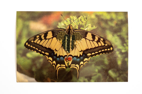 Love Bug: Butterfly Heart