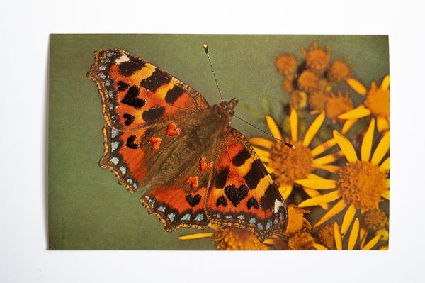 Love Bug: Butterfly Love