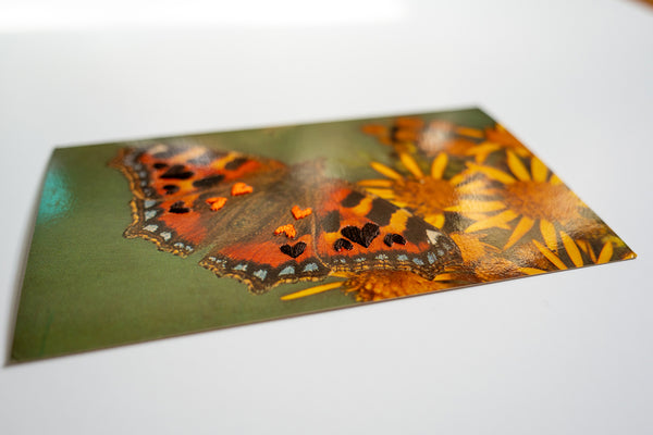 Love Bug: Butterfly Love