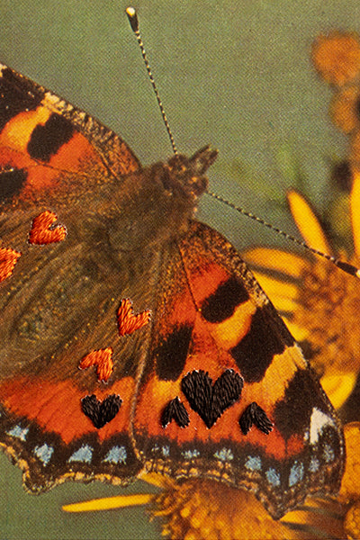 Love Bug: Butterfly Love