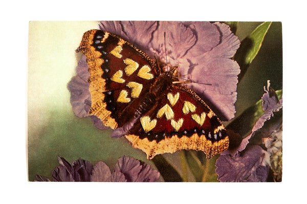 Love Bug: Golden Love