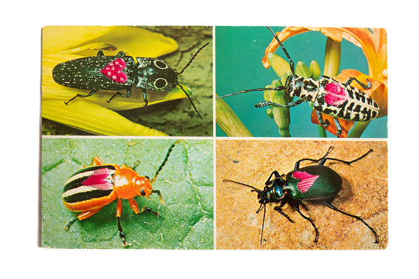 Love Bug: Love Beetles