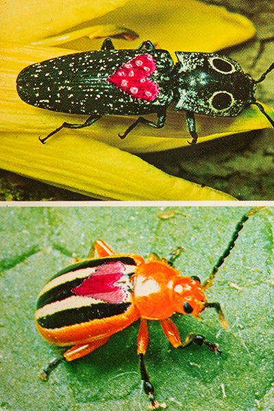 Love Bug: Love Beetles