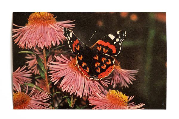 Love Bug: Admire