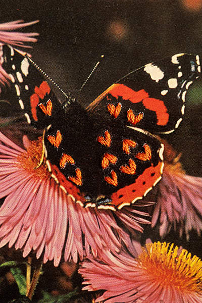 Love Bug: Admire