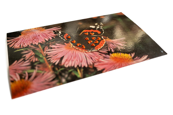 Love Bug: Admire