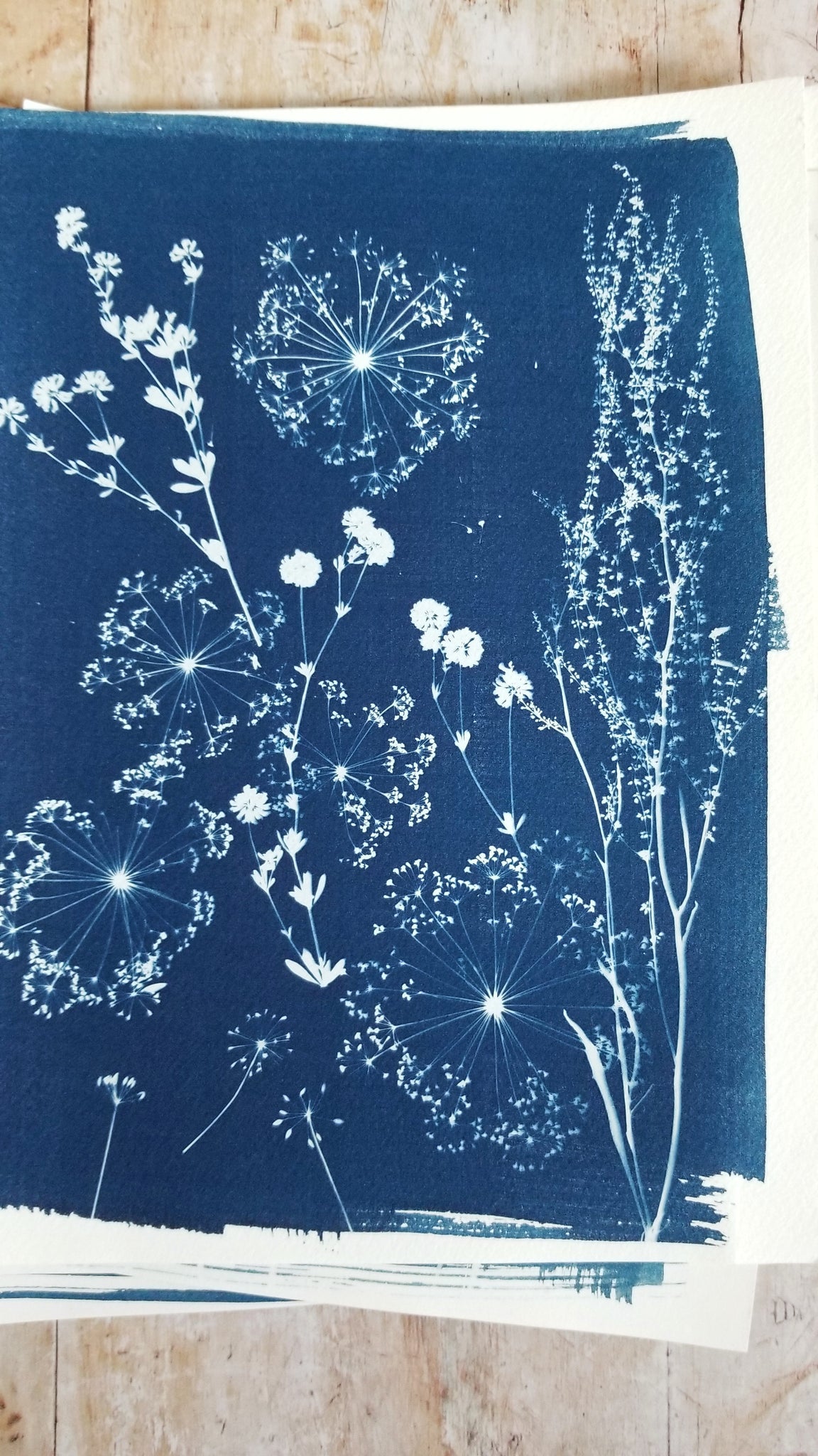 Surprise cyanotypes