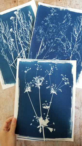 Surprise cyanotypes