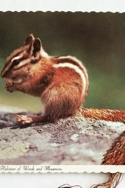 Chipmunk, Universal Inhabitant of Woods and Mountains