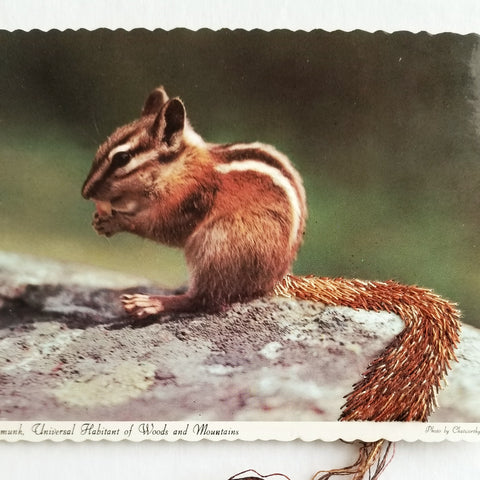 Chipmunk, Universal Inhabitant of Woods and Mountains