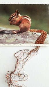 Chipmunk, Universal Inhabitant of Woods and Mountains