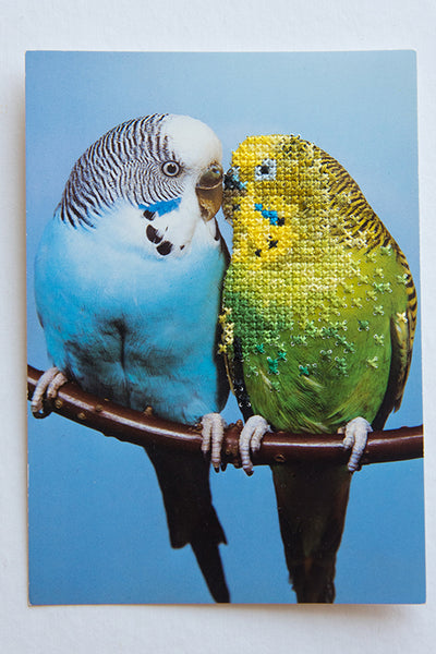 You look different than I had expected (Budgies)