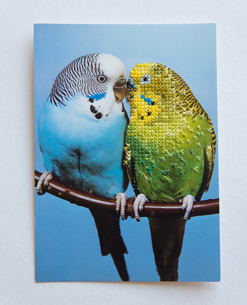 You look different than I had expected (Budgies)