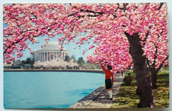 A canopy of cherry blossoms