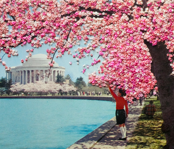 A canopy of cherry blossoms