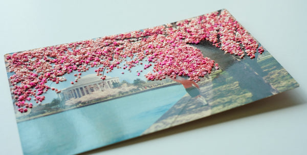 A canopy of cherry blossoms