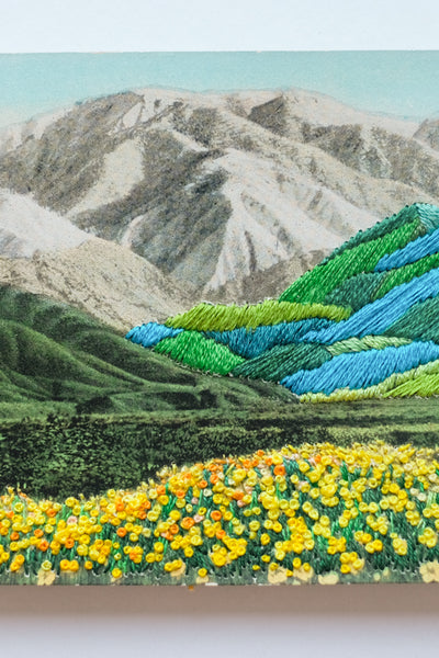 A field of California poppies