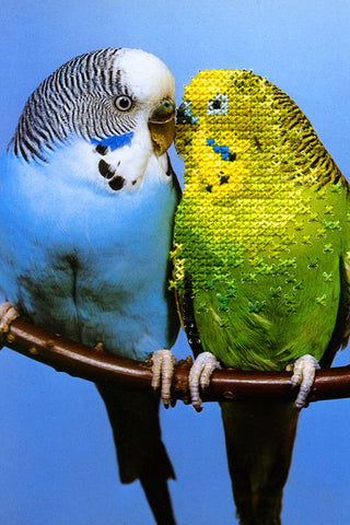 "Budgies" - dual-sided art print, open edition