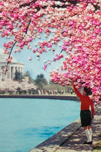 A canopy of cherry blossoms