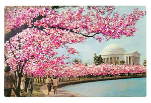 Amidst the cherry blossoms - dual-sided art print, open edition