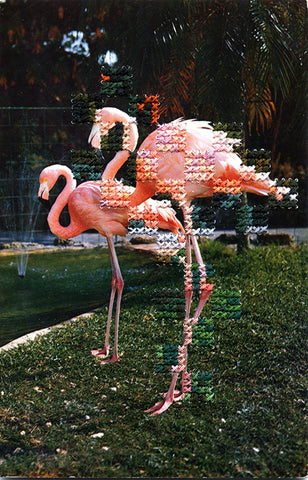 Flamingo, saturated
