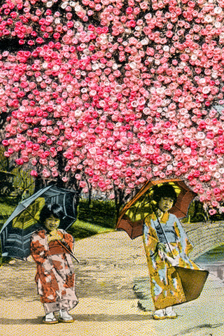 Beautiful Japanese cherry blossoms - open edition art print