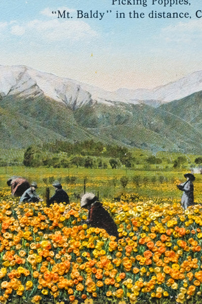 Picking poppies
