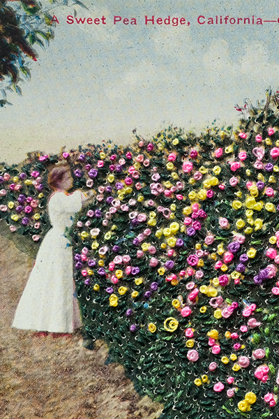 A sweet pea hedge