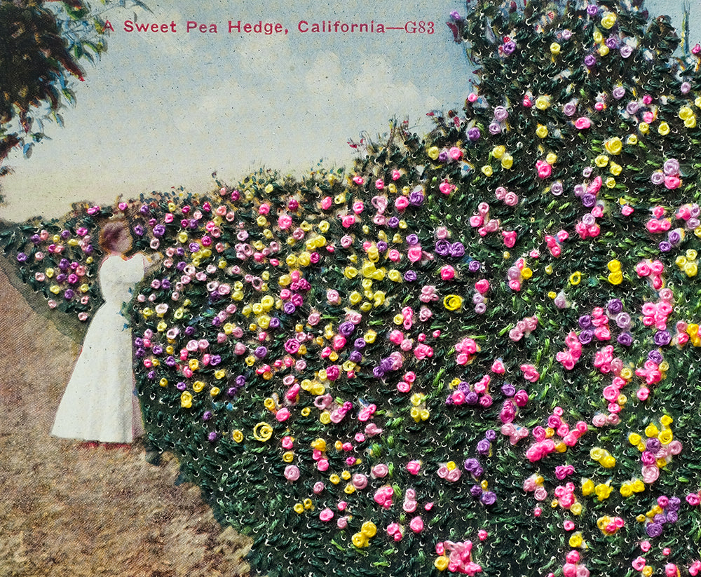 A sweet pea hedge